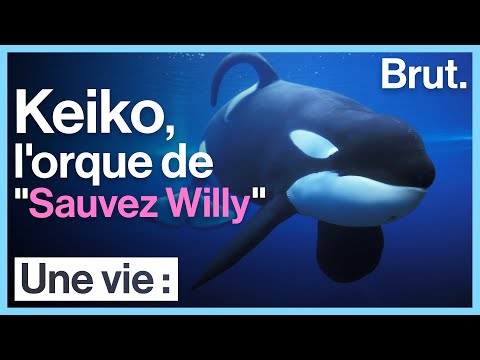 Une vie : La vraie histoire de l’orque de ‘’Sauvez Willy’’
