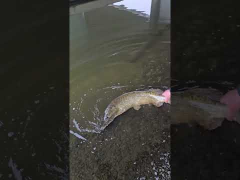 Hier ein kleiner Hecht ... 😲 😲 😲  #fishing #hecht #pike #fishinglife #fishingvideo #spaß #muss #sein