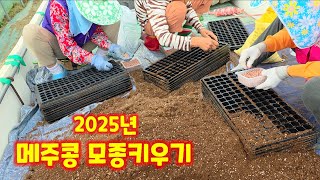 메주콩 씨넣기 대원콩 청정괴산 자연울림 충북 괴산 풀뿌리농장 [콩재배방법]