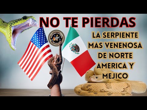 NO TE PIERDAS LAS SERPIENTE MAS VENENOSAS DE NORTE AMERICA Y MEJICO