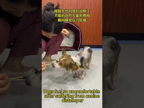Dogs Feel So Uncomfortable After Suffering From Canine Distemper