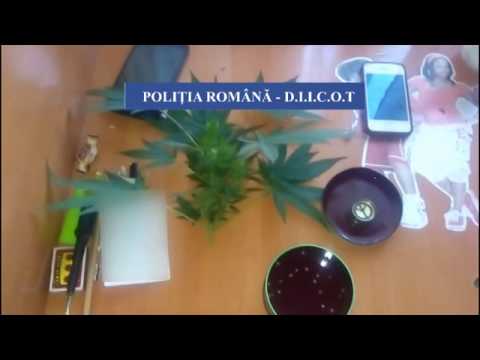 Cannabis Vernesti