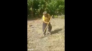 Plantio de Milho na Aldeia Araponga