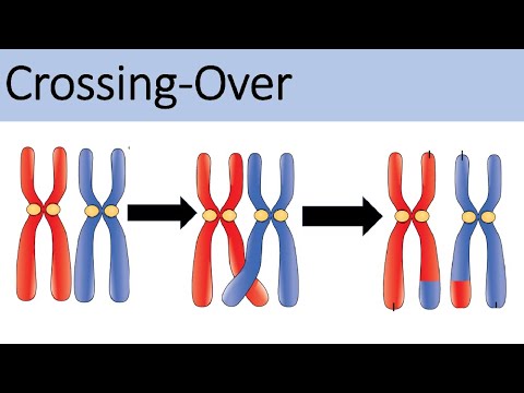 Crossing Over [Recombination of Genetic Material] - (Biology, Genetics, Advanced Level)