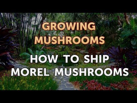 How to Ship Morel Mushrooms