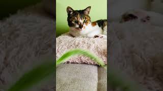 Setaria viridis and cat / 猫じゃらし
