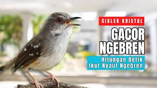 Download lagu Ciblek Kristal Gacor Ngebren Nembak Panjang-panjang | Pancingan Ampuh Ciblek Malas Bunyi dan Macet mp3 Download lagu Ciblek Kristal Gacor Ngebren Nembak Panjang-panjang | Pancingan Ampuh Ciblek Malas Bunyi dan Macet mp3