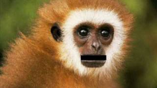 Try not to laugh:the burping monkey