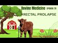 EP 70 Rectal Prolapse In Cattle Causes Treatment Prevention Explained Pet Care Partners