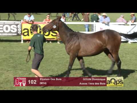 Sow AQPS Le Lion 2016 : Lot 102 - Elysium Des Bois