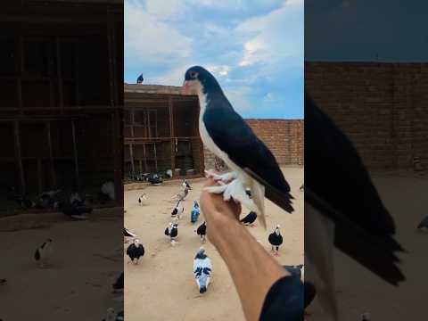Black 🖤 Shirazi Lahorei Pigeon ||  Shirazi Black Kabootar || #shorts #pigeon #kabootar #viral