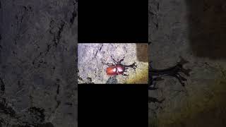 噂をすればカブトムシ#shorts #昆虫 #カブトムシ