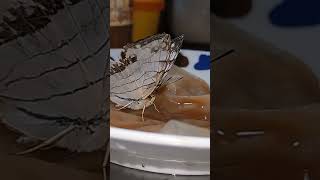 イシガケチョウの口が変な動きしてるぞ？