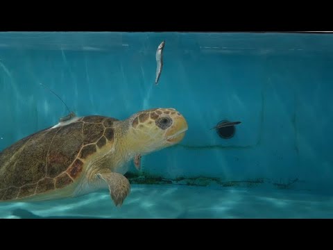 Kalan the Loggerhead Sea Turtle Released Back Into The Ocean
