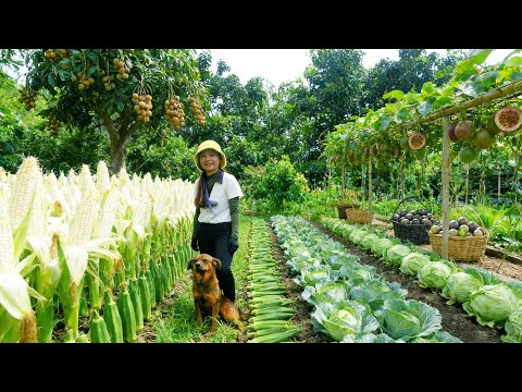 Harvest Farm Produce: Sticky Corn, Okra, Kohlrabi, Longan, And Passion Fruit To Sell At The Market