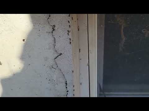 Lots of Ants Trailing by Basement Window in Toms River, NJ