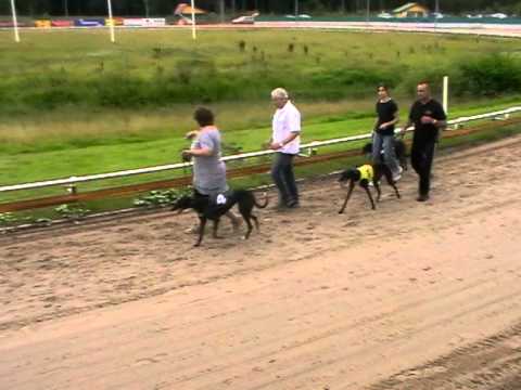 European Championship - Bitches final