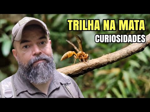 TRILHA DIURNA NA FLORESTA : MACACOS, MARIMBONDOS E LAGARTOS