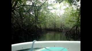 preview picture of video 'Boat Ride through the Mangroves'