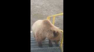 preview picture of video 'Bears visit Delta Camp.wmv'