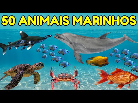 50 Animais Marinhos para Crianças – Vídeo Educativo com Imagens Reais 🌊🐬