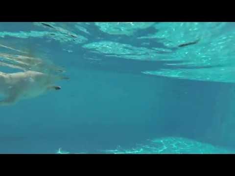 Boris swimming 2013 07 21