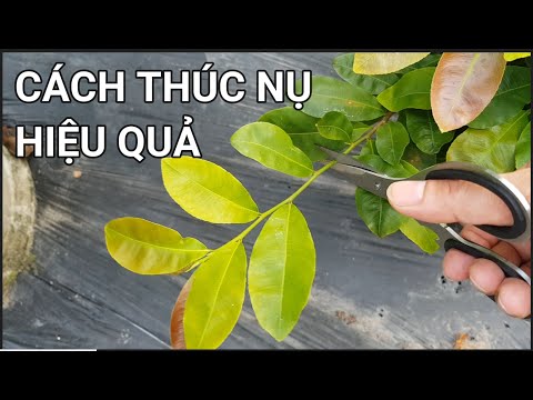 🔴QBS22262 - CÁCH TẠO NỤ CHO MAI VÀNG MIỀN BẮC | CHĂM SÓC MAI VÀNG THÁNG 8 |CÁCH TẠO NHIỀU NỤ CHO MAI