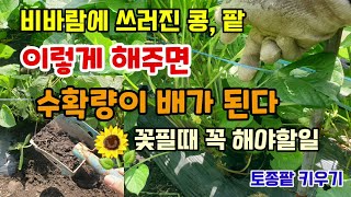 비바람에 쓰러진 콩,팥 이렇게 해주면 수확량이 배가된다 콩다수확방법 팥꽃필때 해야할일 추비방법 북주기 토종팥…