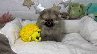 ポメラニアンの動画01