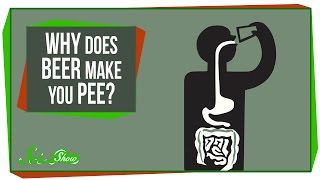 Why Does Beer Make You Pee?