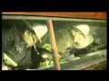 Rammstein - Benzin  (Official Video)
