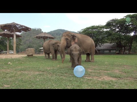 Baby Elephant Wan Mai Always Love The Toy - ElephantNews