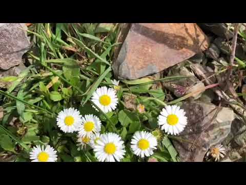 Offa's Dyke Path: Bodfari to Prestatyn 20 Km