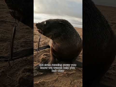 Fishing Lure Stuck in Baby Seal's Mouth!    #wildliferescue #rescueefforts #seal