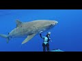 Into the world of Sharks with Ocean Ramsey