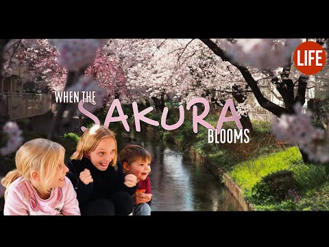 When the Sakura Blooms | Life in Japan Episode 153