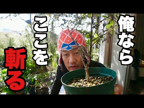 ラベンダーを剪定するときに避けるべき間違いは何ですか？復号化  庭園