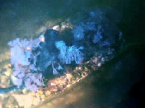 Lets stick The GoPro In The Aquarium