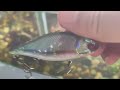 Копия - Lucky Craft LV Max500 - Шумный раттлин с Алиэкспресс #lure