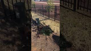 Video preview image #1 Mutt Puppy For Sale in Holly Springs, NC, USA