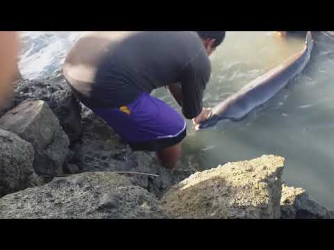 dalawang dolphin napadpad sa isla ng zumarraga brgy botaera