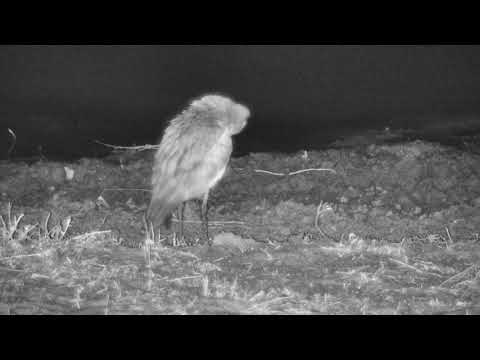 Djuma: Water Thick-knee - 10/07/18