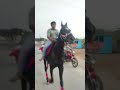 Horse #shorts #pets #animals #trending #youtubeshorts