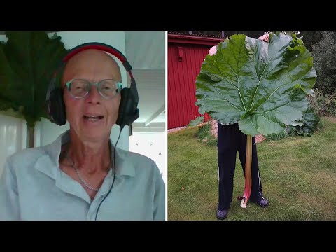 Lasse hittade gigantisk rabarberplanta i trädgården: ”Stammen vägde 1,… | Efter fem | TV4 & TV4 Play