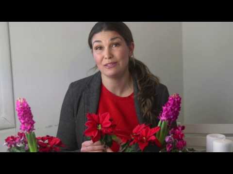 Julstjärnor 3 tips för lång blomning