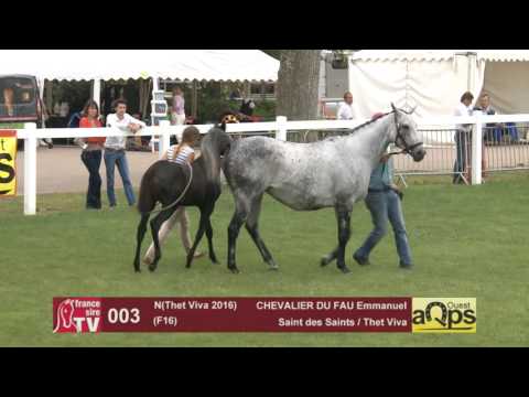 Show AQPS Le Lion 2016 : Lot 3 - N(Thet Viva 2016)