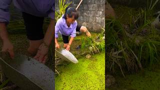 Download lagu Amazing Eel Fishing in Village Pond Using Steel Plates 🍽️ | Traditional & Sustainable Fishing 🌿 mp3 Download lagu Amazing Eel Fishing in Village Pond Using Steel Plates 🍽️ | Traditional & Sustainable Fishing 🌿 mp3