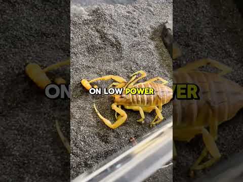 Scorpions Can Survive Months Without Food — Here’s How!