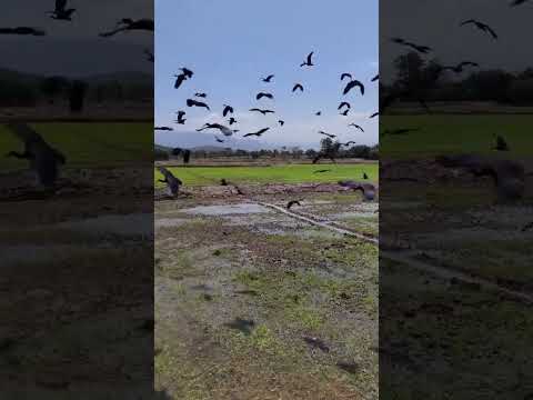 en las hermosas tierras de el El Zulia en Norte de Santander las garzas negras