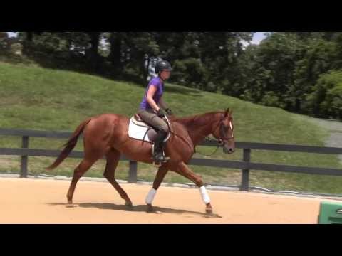 Sebastian Flatting at Simon's View - Tebogo Sport Horses